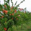 专业种植定干花石榴树 要买实用的定干花石榴树