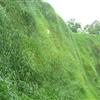 批发红三叶草种马蹄金草种紫花苜蓿草种边坡防护草种