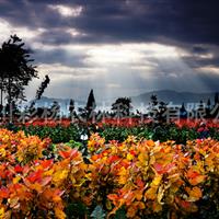 山东莱芜“红霞杨”（彩叶植物红黄杨丹红杨黄红杨金红杨）扦插段