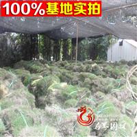 直销草坪【马尼拉】果岭草皮 天堂草 耐寒耐踏 庭院 别墅绿化