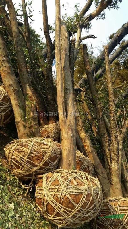 湖南多杆椤木石楠介绍基地