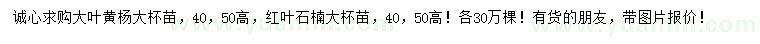 求购高40、50公分大叶黄杨大杯苗、红叶石楠大杯苗