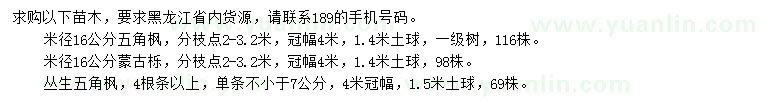 求购五角枫、蒙古栎、丛生五角枫