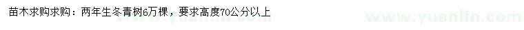 求购高70公分以上冬青树