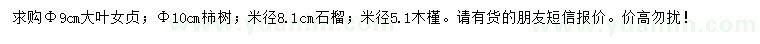 求购大叶女贞、柿树、石榴等