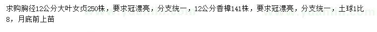 求购胸径12公分大叶女贞、香樟