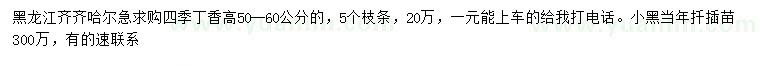 求购高5-60公分四季丁香、小黑扦插苗