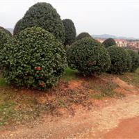 茶花，茶花树；茶花苗；湖南茶花，茶花价格，山茶花，山茶花价格