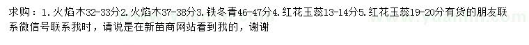 求购火焰木、铁冬青、铁冬青等