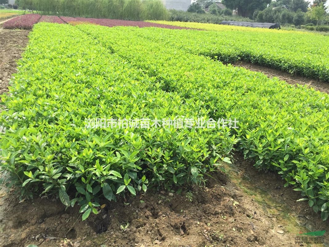 首頁 商貿頻道 產品供應 綠化苗木 灌木 梔子花,大葉梔子毛球,小葉