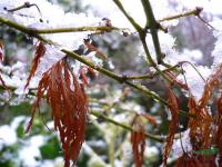 格陵兰岛雪中四季红枫稻叶枫图片\格陵兰岛雪中四季红枫稻叶枫报价