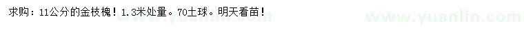 求购1.3米处量11公分金枝槐