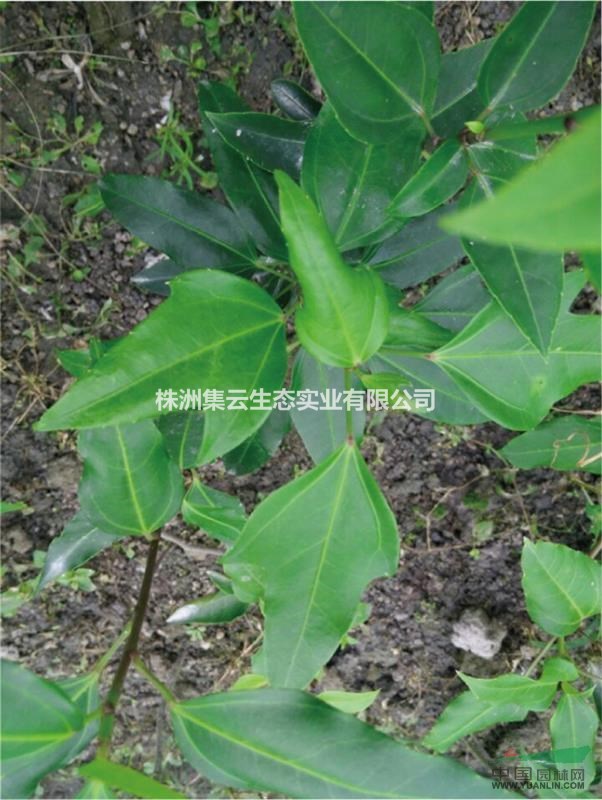 枫荷桂树苗图片