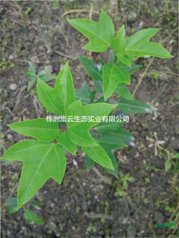 枫荷桂树木图片图片
