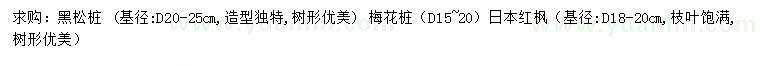 求购黑松桩、梅花桩、日本红枫