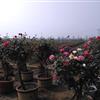 重庆月季基地大量供应：树状月季、玫瑰树、高杆月季