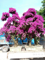 福建地区批发紫色花造型三角梅桩景种植基地价格