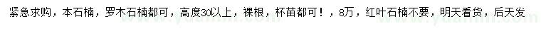 求购本石楠、罗木石楠