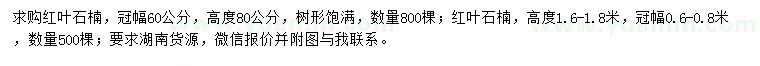 求购冠幅60、60-80公分红叶石楠