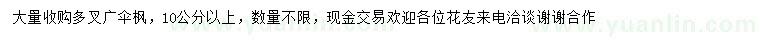 求购10公分广伞枫