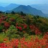 纯野生映山红杜鹃花盆景实物下山桩熟桩盆景带土球发货