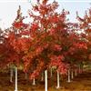 供应燕园红针栎、北美红栎等。