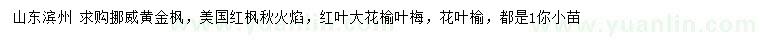 求购挪威黄金枫、美国红枫秋火焰、红叶大花榆叶梅等