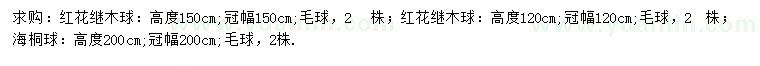 求购高120、150公分红花继木球、200公分海桐球