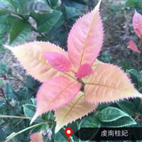 供应高度10-20的珍珠彩桂