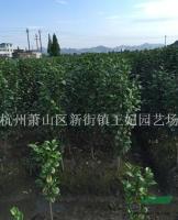 茶花行情报价\茶花图片展示