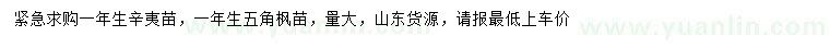 求购一年生辛夷苗、五角枫苗