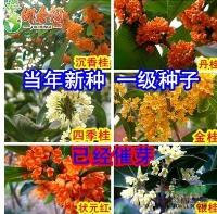 江苏批发沙藏 桂花树种子 桂花种子 金桂种子 丹桂种子 四季桂种子信息