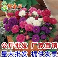 翠菊重瓣花种子秋播 阳台小姐 美国* 盆栽紫菀七月菊盆栽100粒图片\翠菊重瓣花种子秋播 阳台小姐 美国* 盆栽紫菀七月菊盆栽100粒报价