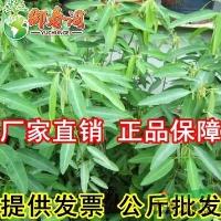 江苏跳舞草种子听到音乐会跳舞的草神奇植物花卉种子植物舞蹈家30粒