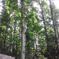 批发枫香，枫香树，枫香基地，北美枫香，美国枫香