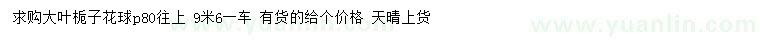 求购冠幅80公分以上大叶栀子花球