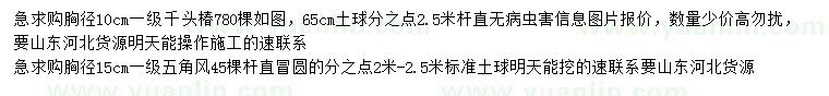 求购胸径10公分千头椿、15公分五角枫