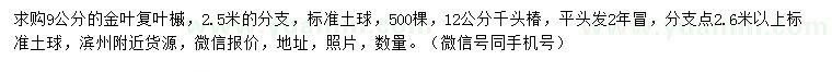 求购9公分金叶复叶槭、12公分千头椿