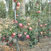 矮化苹果苗 短枝苹果树苗 易采摘嫁接苹果苗