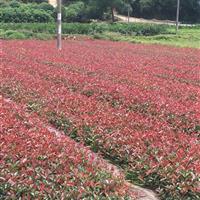 供应红花继木、桂花、夹竹桃、红叶石楠、罗汉松小苗