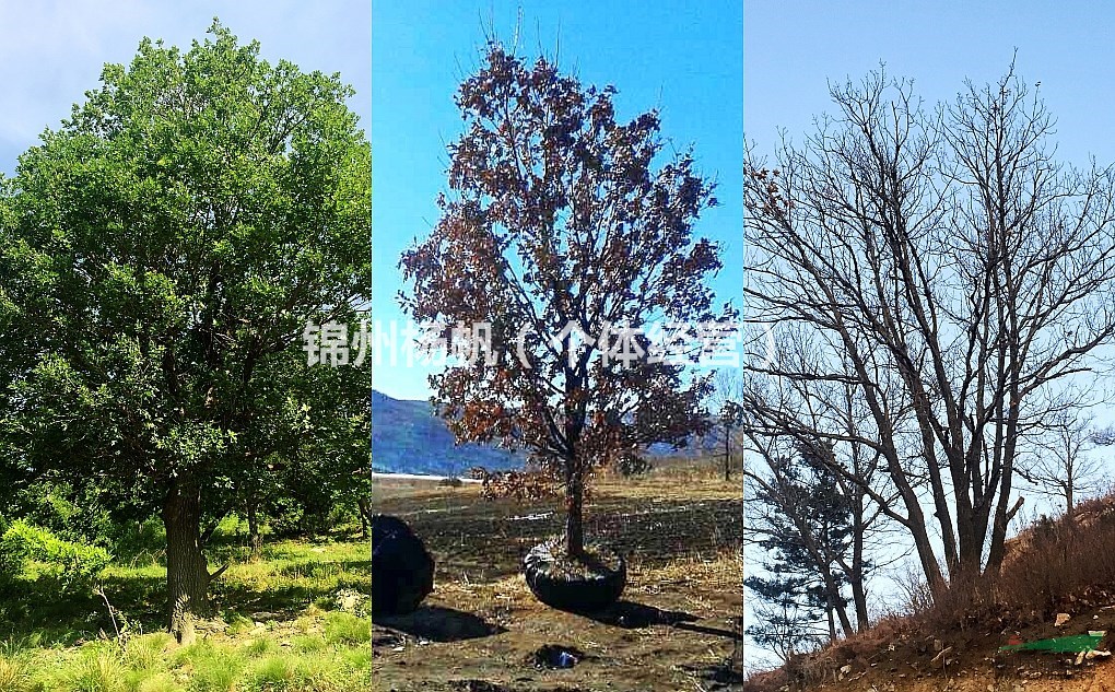 蒙古櫟(單杆,叢生)