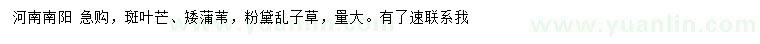 求购斑叶芒、矮蒲苇、粉黛乱子草