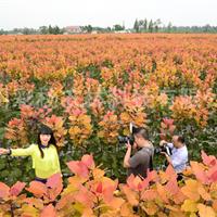 陕西汉中“红霞杨”（金红杨黄金杨黄红杨彩叶植物）价格