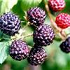 吉林省黑树莓苗 黑树莓种苗价格 *品种 