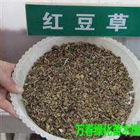 万春绿化苗木场供应优质牧草种子 红豆草 又称牧草皇后 驴食豆