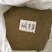 万春绿化苗木场专业销售*草籽碱茅草 碱茅草种子出芽率高