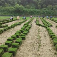 大量出售马尼拉草皮，基地直销价格低