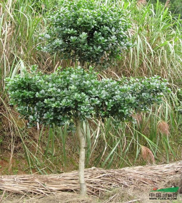 江西無刺枸骨,江西大型造型無刺枸骨專供