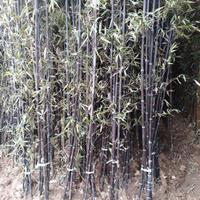 批发紫竹 紫竹苗 紫竹基地 紫竹产地 竹子基地