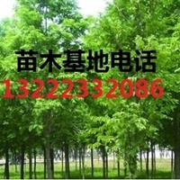 江苏重阳木苗木价格_江苏重阳木苗木价格供应_重阳木苗木